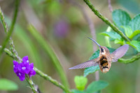 Stripe-throated Hermit
