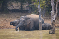 Indian elephant
