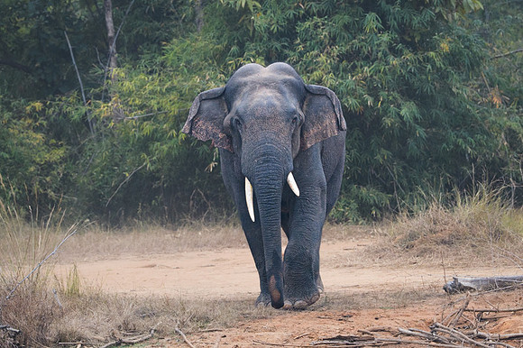 Indian elephant