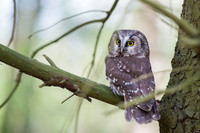 Boreal Owl / Włochatka