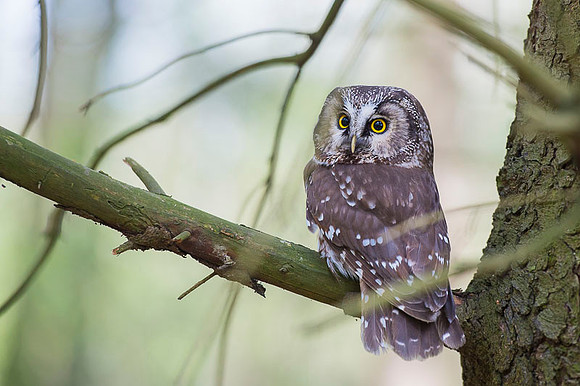 Boreal Owl / Włochatka
