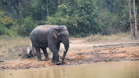 Indian elephant