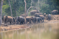 Indian elephant