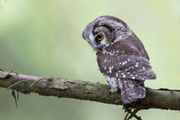 Boreal Owl / Włochatka