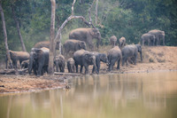Indian elephant