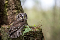 Boreal Owl / Włochatka