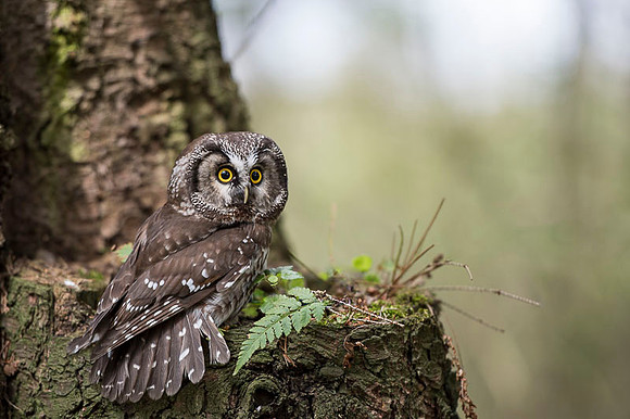 Boreal Owl / Włochatka