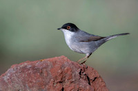 Sardinian Warbler / Pokrzewka aksamitna