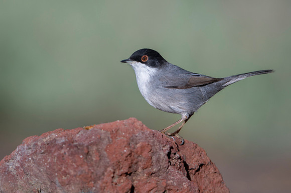 Sardinian Warbler / Pokrzewka aksamitna
