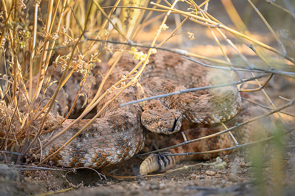 Speckled Rattlesnake