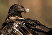 Bearded Vulture / Orłosęp