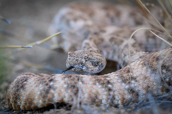 Speckled Rattlesnake