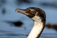 South Georgia Shag