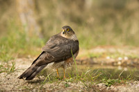 Sparrow Hawk /  Krogulec