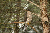 Sparrow Hawk /  Krogulec