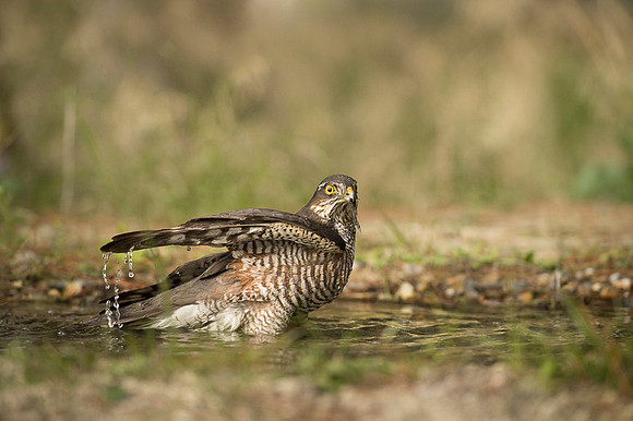 Sparrow Hawk /  Krogulec