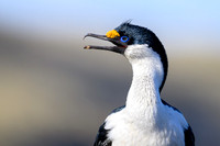 South Georgia Shag