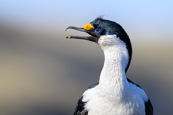 South Georgia Shag