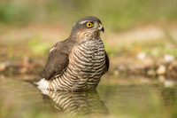 Sparrow Hawk /  Krogulec