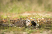 Sparrow Hawk /  Krogulec