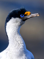 South Georgia Shag