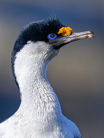 South Georgia Shag