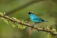Golden-napes Tanager