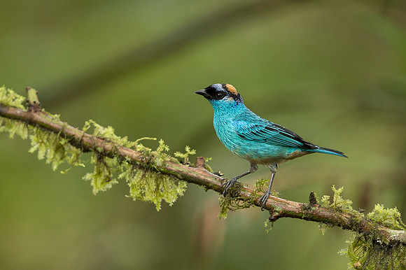 Golden-napes Tanager
