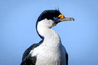 South Georgia Shag