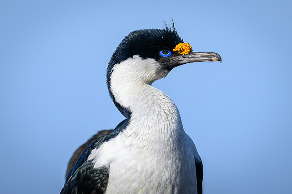 South Georgia Shag