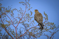 Chimango caracara