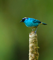 Golden-napes Tanager