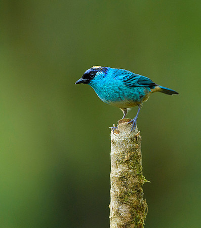 Golden-napes Tanager