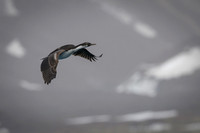 South Georgia Shag