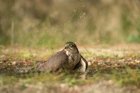 Sparrow Hawk /  Krogulec