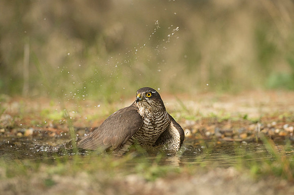 Sparrow Hawk /  Krogulec