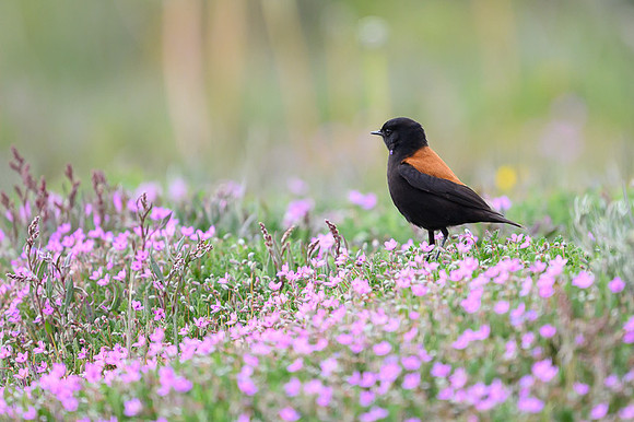 Patagonian Negrito