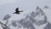 South Georgia Shag