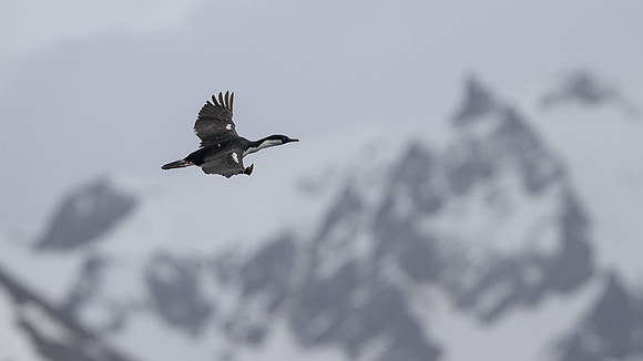 South Georgia Shag