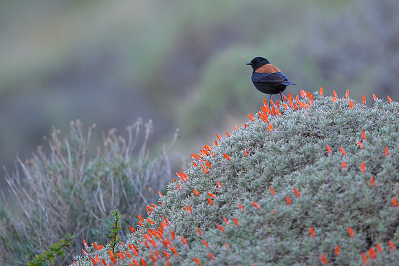 Patagonian Negrito
