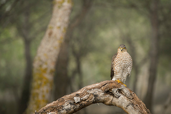 Sparrow Hawk /  Krogulec