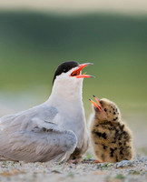 Common Tern / Rybitwa rzeczna