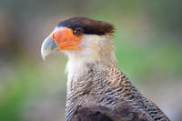 Southern Creasted Caracara