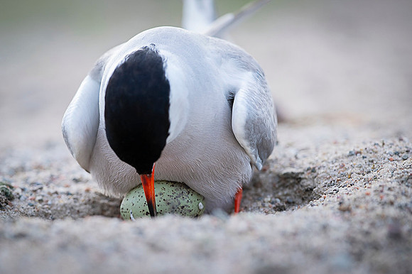 Common Tern / Rybitwa rzeczna