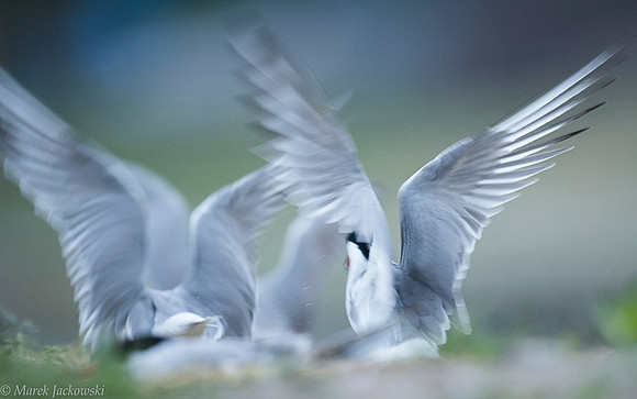 Common Tern / Rybitwa rzeczna