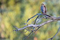 Sparrow Hawk /  Krogulec