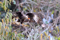 Southern Creasted Caracara