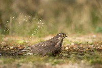 Sparrow Hawk /  Krogulec