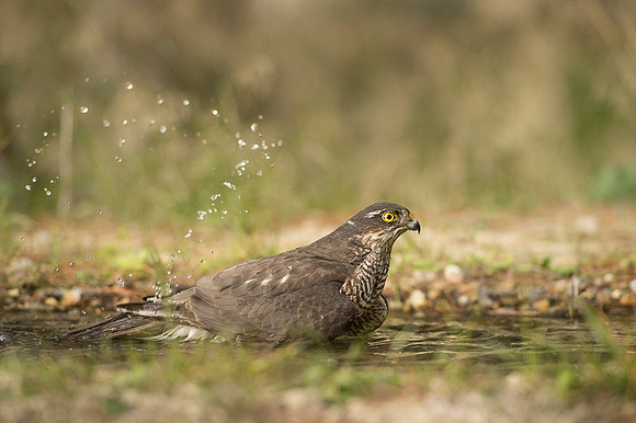 Sparrow Hawk /  Krogulec