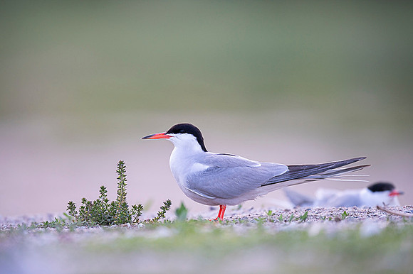 Common Tern / Rybitwa rzeczna